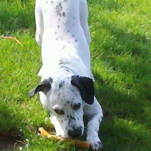 Meet your Posher, Patrick